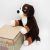 Plüss IKEA plüss Berni pásztor kutya Hoppig