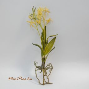 Művirág sárga apró virágos mini orchidea