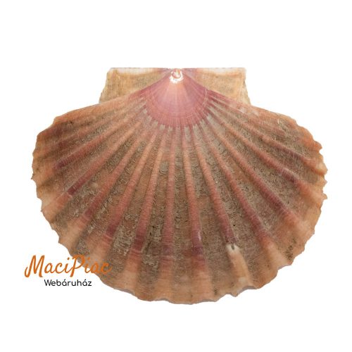 Fésűskagyló (Pecten jacobeus) kagylóhéj, üres, tisztított 